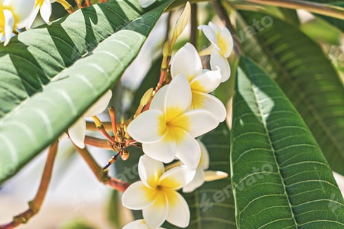 Preview: Frangipani Flowers in Closeup with Lush Green Leaves in Natural Sunlight