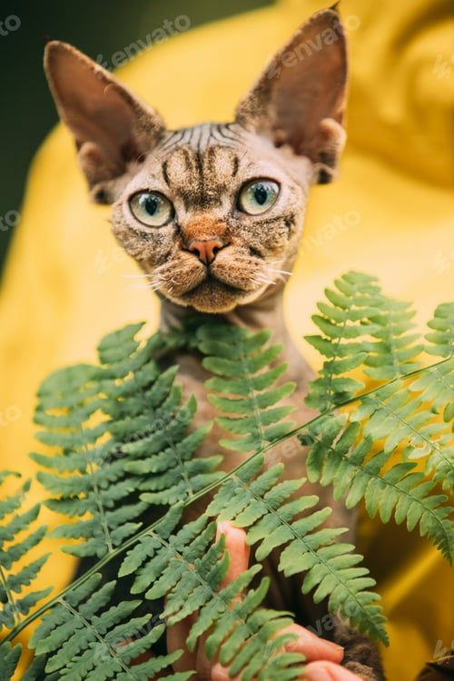 Preview: Cute Funny Curious Playful Beautiful Devon Rex Cat Looking At Camera. Obedient Devon Rex Cat With