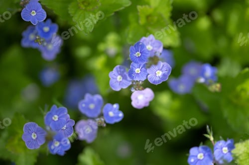 Preview: Many blue forget-me-nots, natural floral background, selective focus
