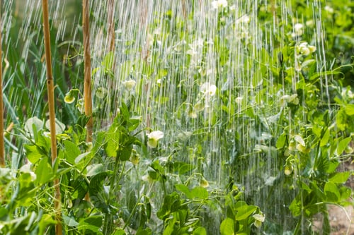 Preview: Close-up of peas during watering
