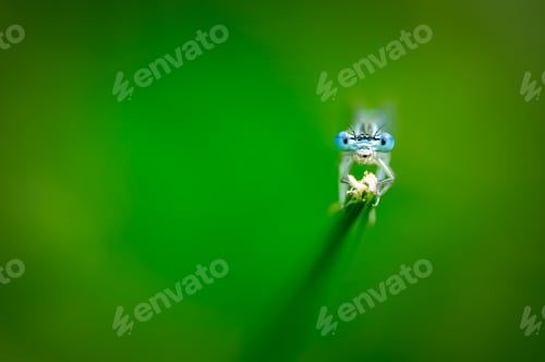 Preview: Beautiful cute dragonfly, White legged Damselfly