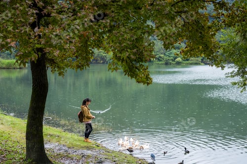 Preview: Woman feed snack for the duck in the water pond