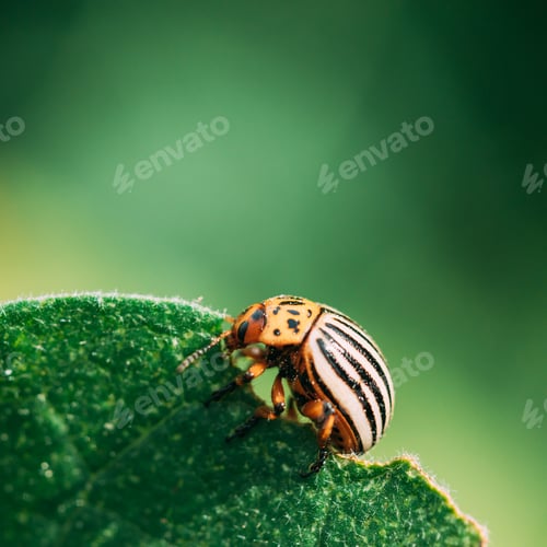 Preview: Colorado Striped Beetle - Leptinotarsa Decemlineata. This Beetle Is A Serious Pest Of Potatoes