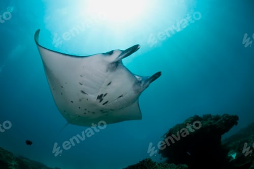 Preview: Indonesia, Bali, Nusa Penida, Reef manta ray, Manta alfredi