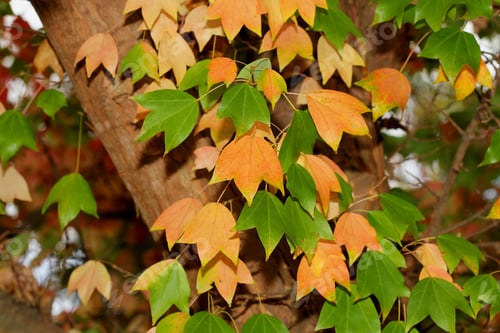 Preview: Colorful Fall Leaves - Photograph Of Colorful Fall Leaves On A Tree. Selective Focus On The Leaves