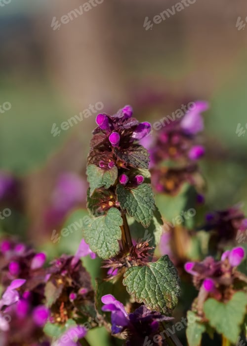 Preview: Origanum (oregano) vulgare in garden. Flowers of origanum vulgare, natural background.