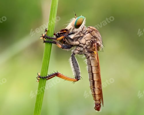 Preview: Robberfly