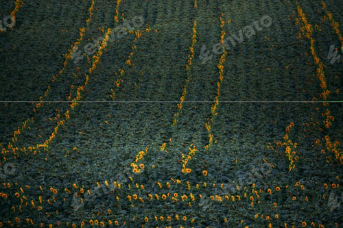 Preview: Sunflower fields before the rain.