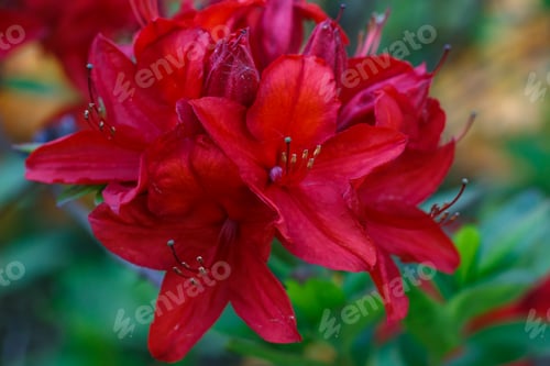 Preview: Rhododendron (azalea ) flowers of various colors in the spring garden