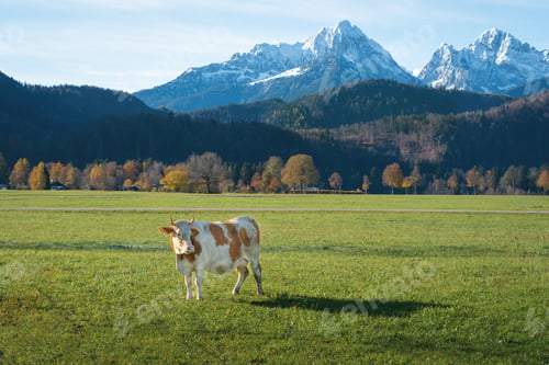 Preview: Cow with Alps mountains on background - Schwangau, Bavaria, Germany