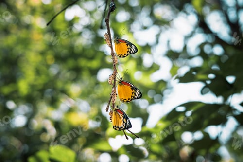Preview: A butterfly emerges from its chrysalis on a branch in nature in spring.