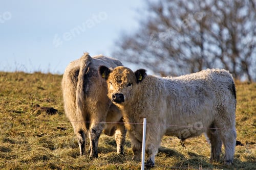 Preview: Two fluffy cows grazing on a sunny hillside with a clear blue sky and bare trees in the background