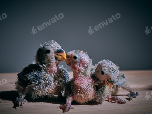 Preview: Adorable lovebird chicks on table together