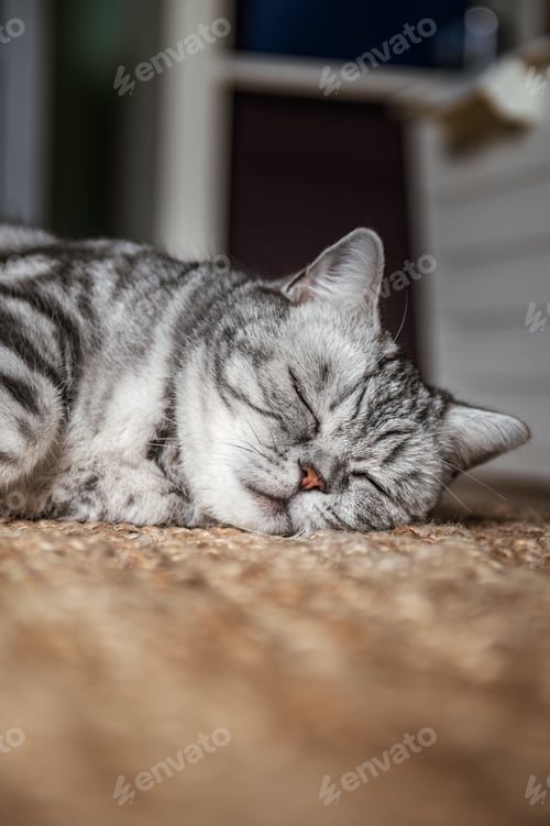 Vorschau: Britische Kurzhaarkatze aus Silber