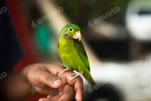 Preview: Shallow focus of a green parakeet perching on a male hand against a blurred background