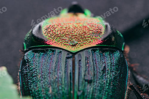 Preview: Selective focus shot of a rainbow scarab beetle