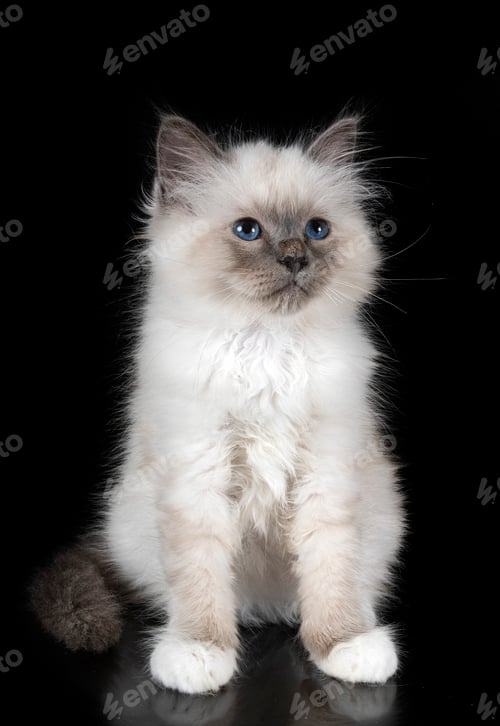 Preview: birman cat in studio