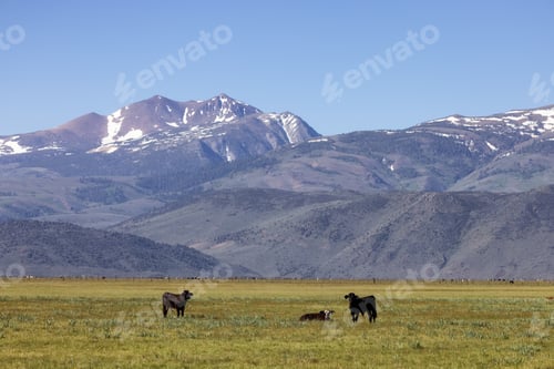 Preview: Cow in a green field with mountain landscape in background.