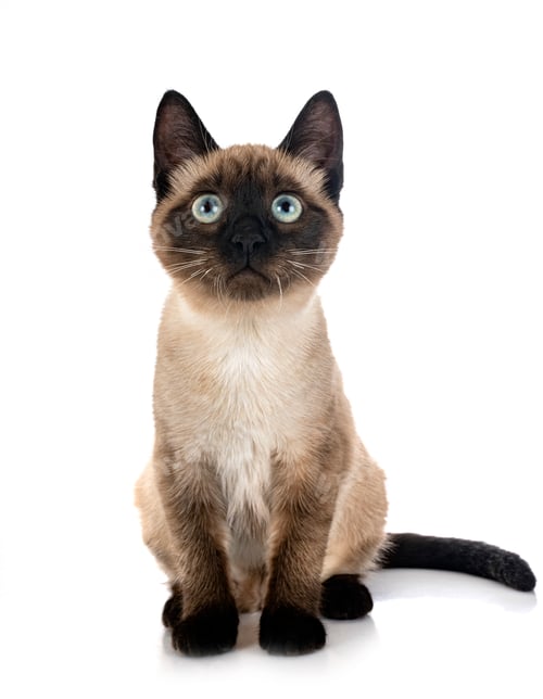 Preview: siamese cat in studio