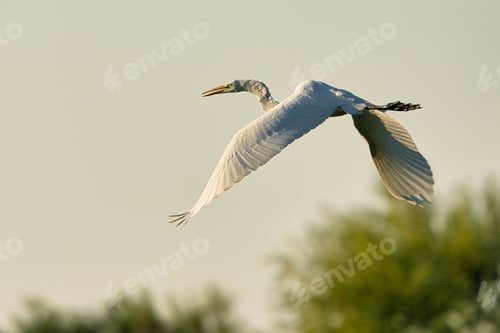 Preview: Great white egret in flight on a clear sunny day in Dover, Tennessee, United States