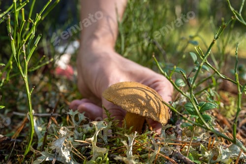 Preview: Hand of man mushroom picker collecting edible mushroom in moss in autumn forest, hand closeup.