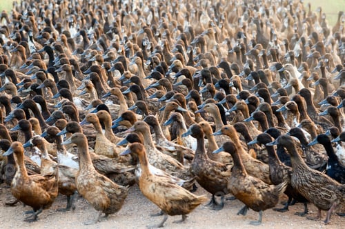 Preview: Flock of ducks walking on dirt road in plantation