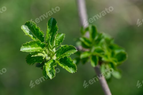 Preview: fresh green spring leaves macro