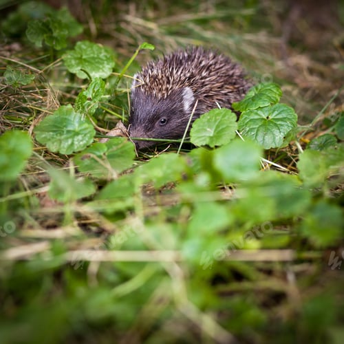 Preview: Baby European Hedgehog (Erinaceus europaeus) sniffing in grass,