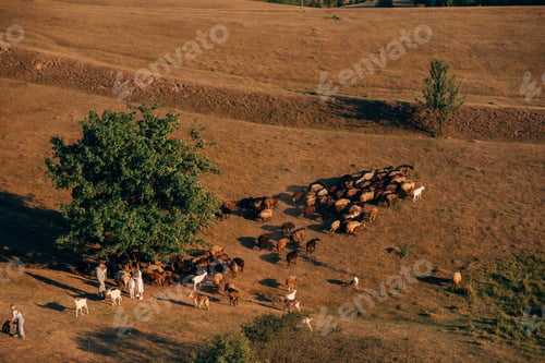 Preview: A family with a flock of sheep on a meadow