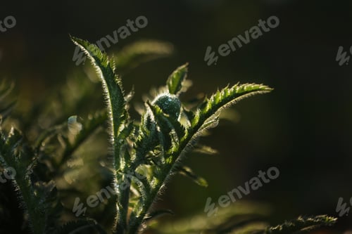 Preview: fresh green leaves with water drops. Green flowers in summer morning raindrops. Sun rays break