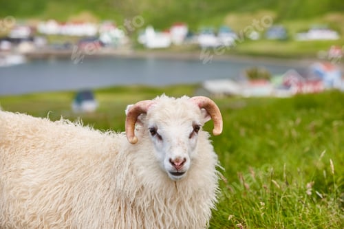 Preview: Sheep grazing on Faroe islands coastline. Green scenic landscape. Horizontal