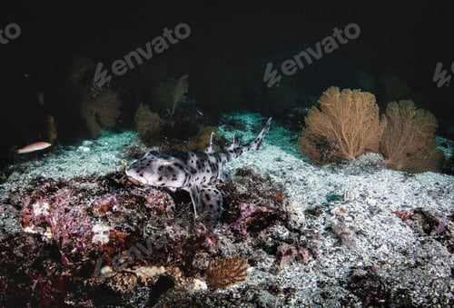 Preview: Walking shark (Heterodontus quoyi) swimming in tropical underwaters.
