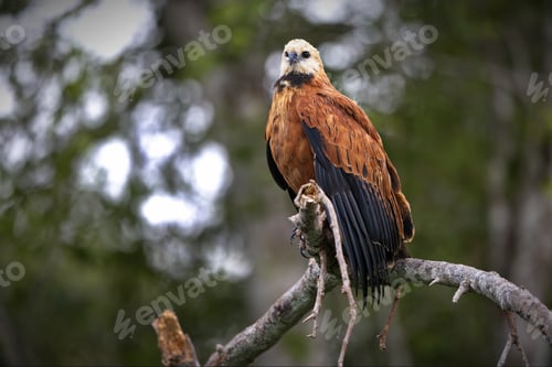 Preview: Selective focus shot of a collared hawk perched on a branch in Pantanal, Brasil
