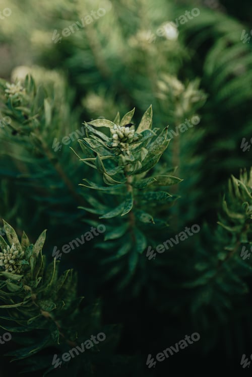 Preview: Nature background with green leaves and plants with dark shadows and copy space