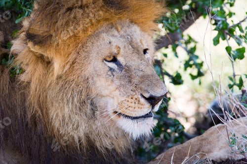 Preview: Big male lion rests under tree in Africa