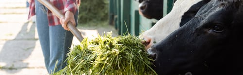 Preview: partial view of african american farmer feeding cows with grass, banner