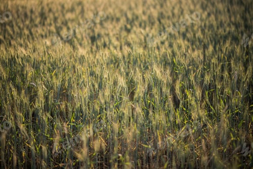 Preview: field of wheat farm
