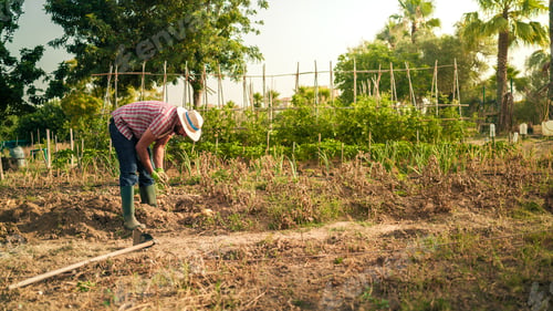 Preview: Portrait of a farmer man with potatoes on hands in the agricultural farm