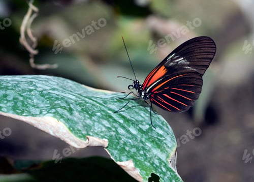 Preview: Orange Longwing dryas julia butterfly