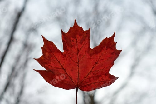 Preview: Red autumn leaf on blue sky background