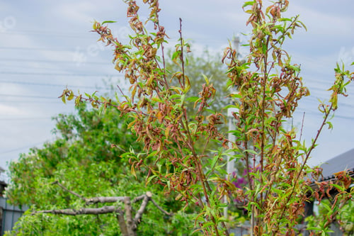 Preview: Peach leaf curl. Peach disease.