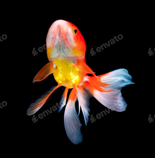 Preview: gold fish on black