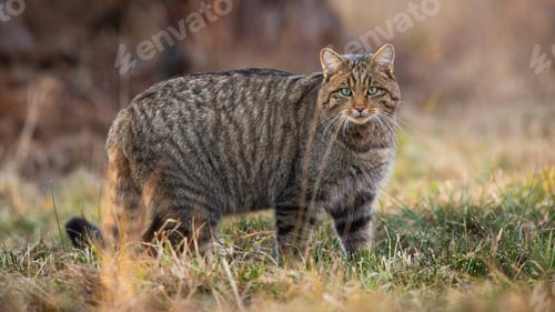 Preview: European wildcat standing on dry field in spring nature