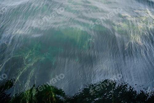 Preview: Algae under the clear water of the lake.