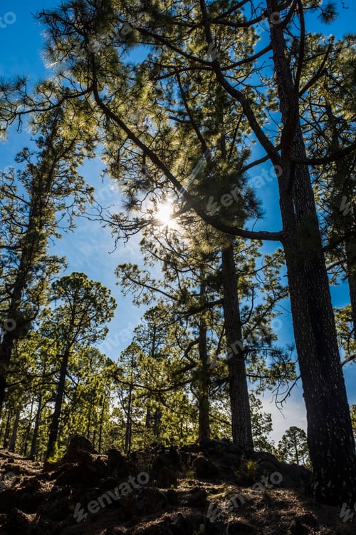 Preview: Woods background with high trees and beautiful nature outdoors park - sunlight between leafs