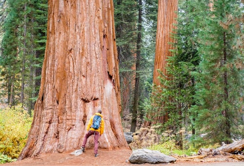 Preview: Tourist with backpack hiking in Sequoia National Park