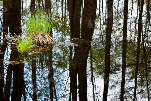 Reflections of trees in a calm body of water