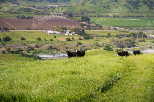 Preview: Cattle herd on a pasture up on a hill