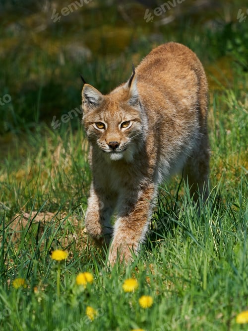 Preview: Eurasian lynx (Lynx lynx) in its natural enviroment