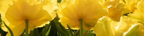 Preview: Banner 4x1 for website, social networks. Large flowers of yellow peony tulips close-up